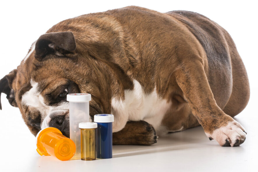 dog with pill boxes
