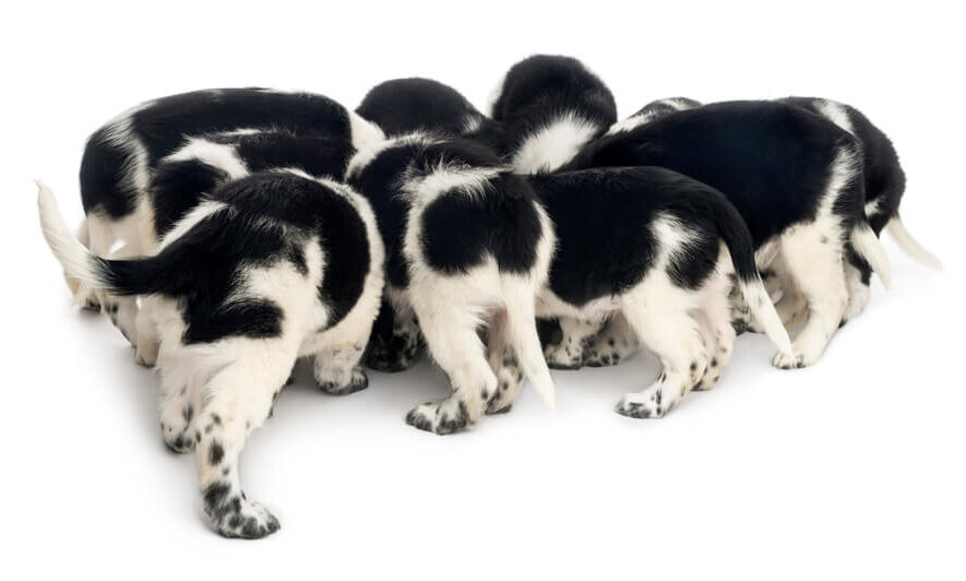 Dogs with Arthritis in Back Legs