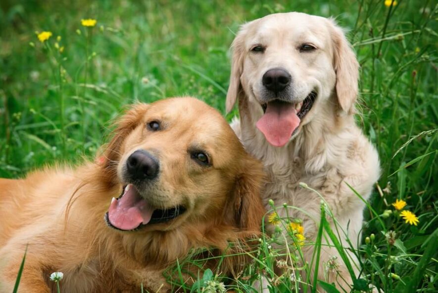 polyarthritis in dogs