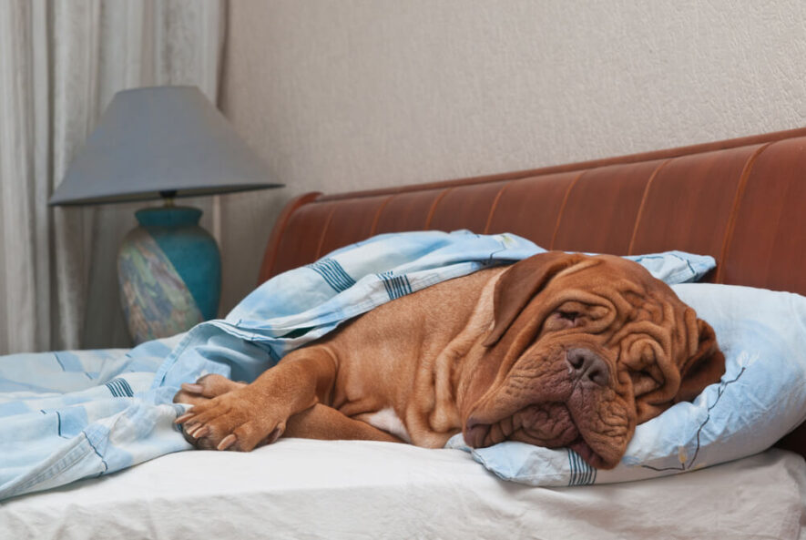 Dog sleeping image