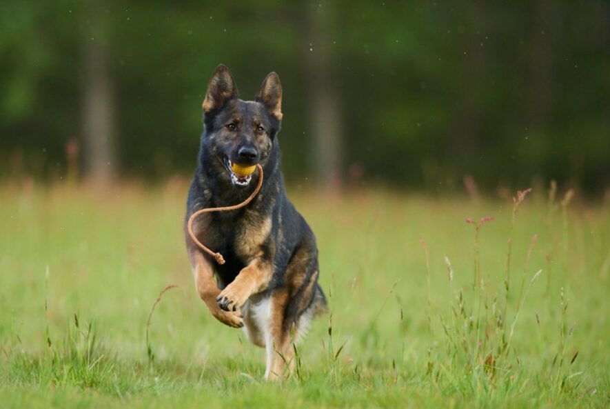 German Shepherd Dog Arthritis Symptoms