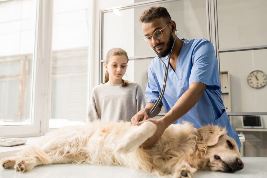 Medication Available For Arthritis In Dogs