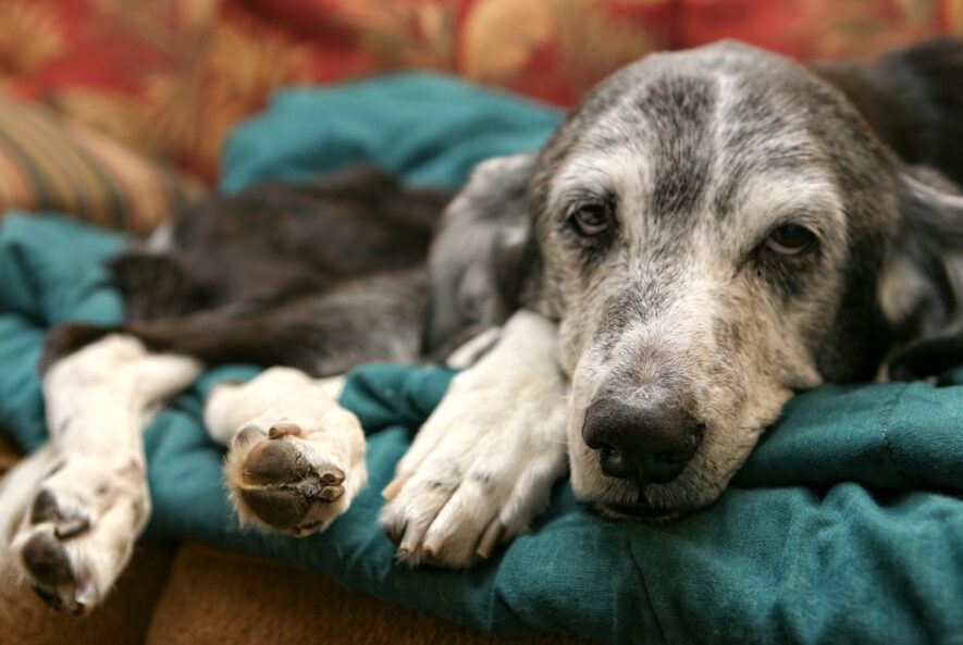 Spinal Arthritis in Dogs: Understanding & Managing the Condition
