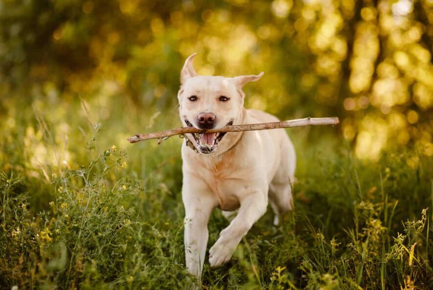 Labrador arthritis