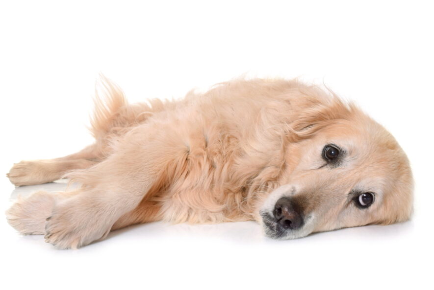 acupuncture for dogs with arthritis