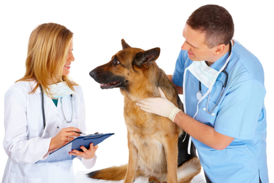 cold laser therapy for dogs with arthritis