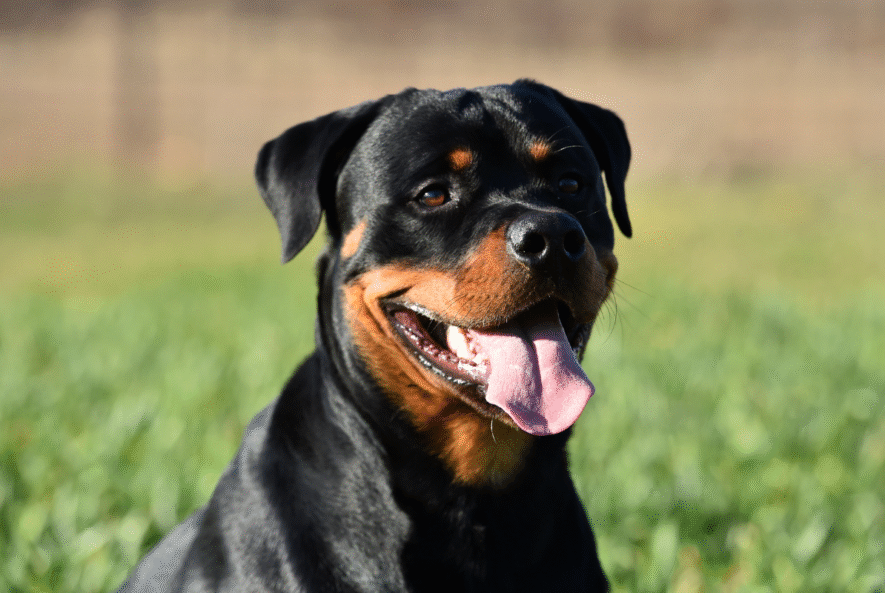arthritis in rottweilers