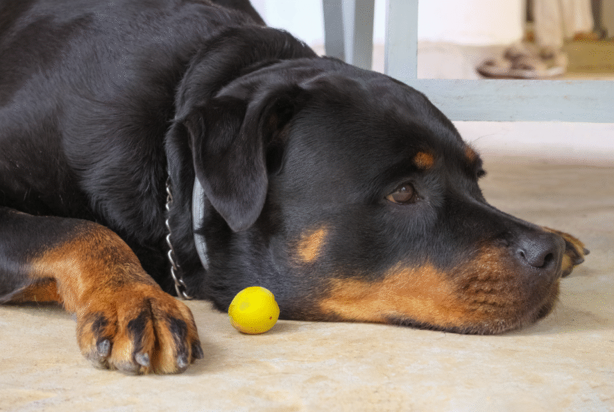 rottweiler arthritis