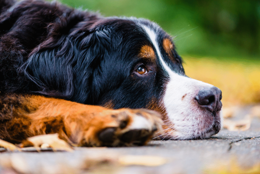 what is degenerative myelopathy
