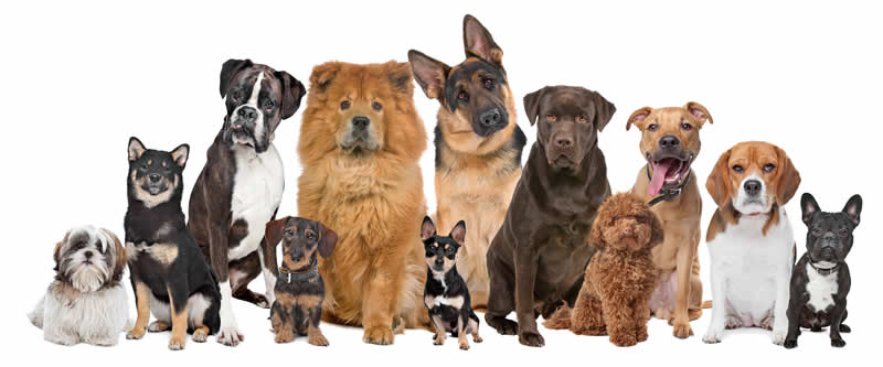 Which dog breeds suffer from arthritis