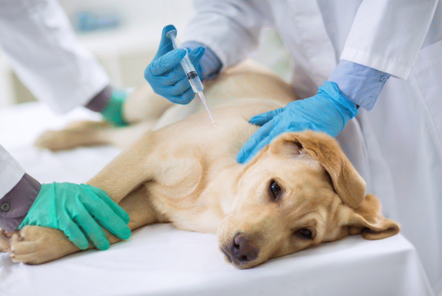 injections for dogs with arthritis