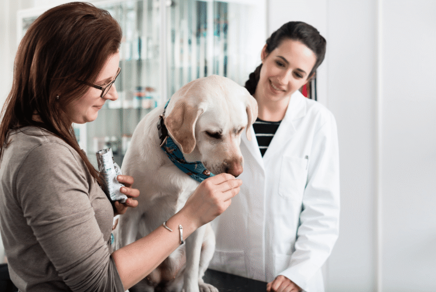 best arthritis medicine for dogs