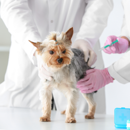 Alternatives to Medication for Pain Relief in Dogs