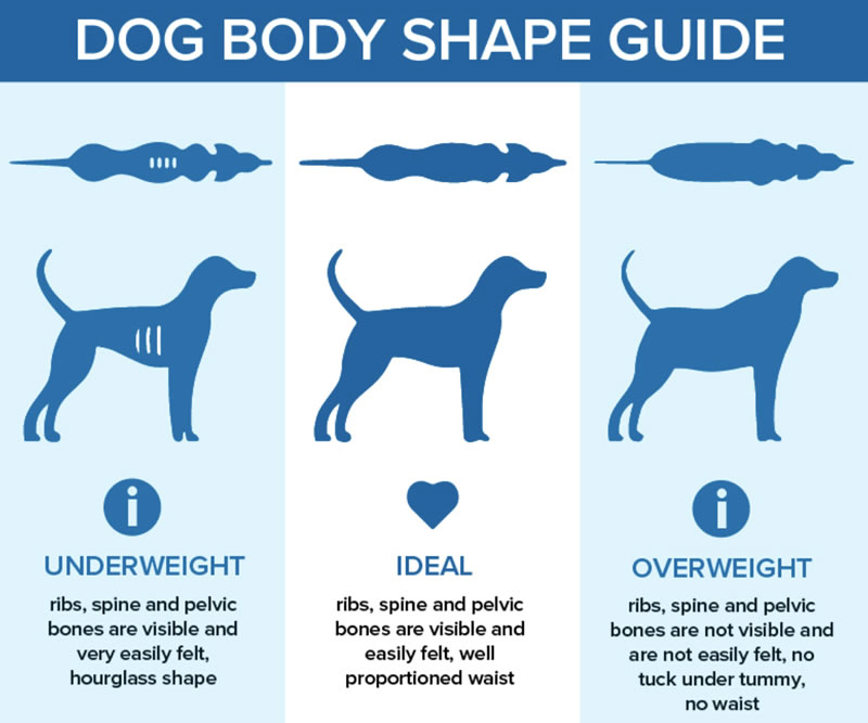 Chart showing dog weights and images
