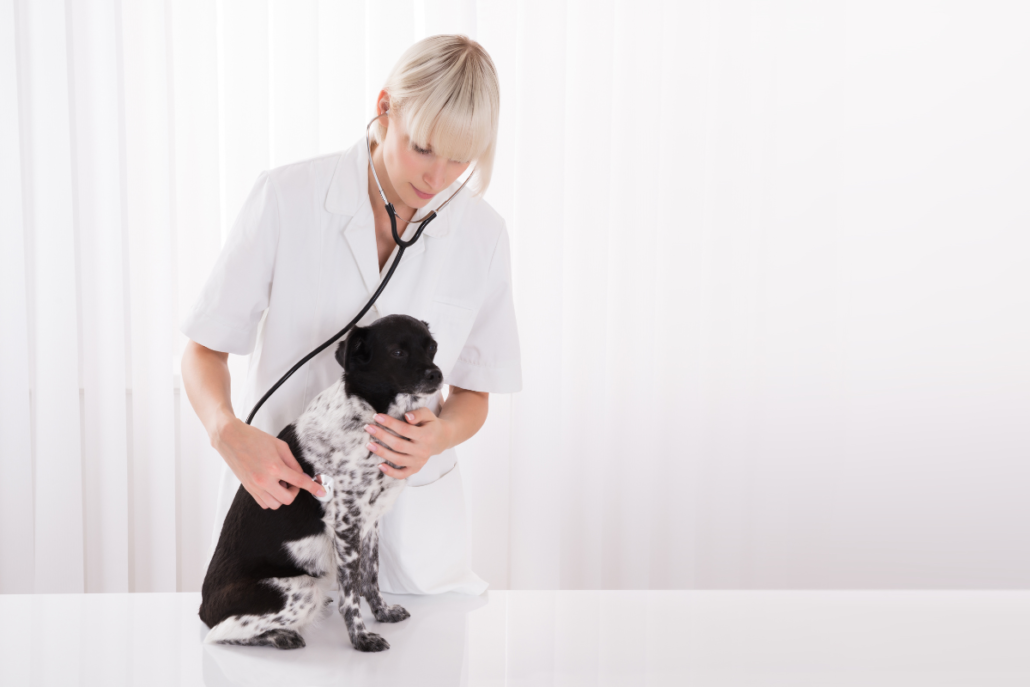 Diagnosing Immune-Mediated Polyarthritis in Dogs