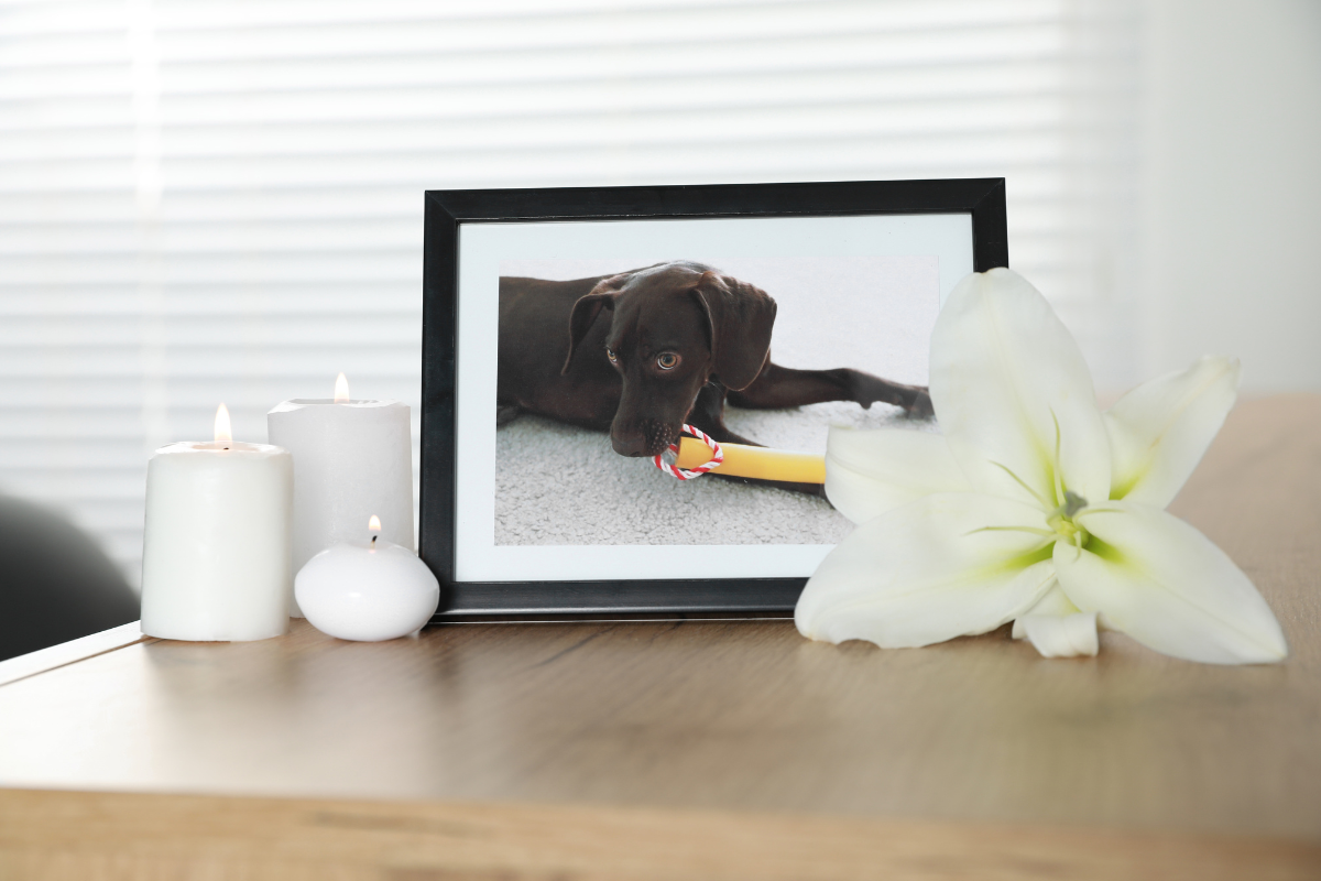 Embracing the Legacy and Love of Our Dogs