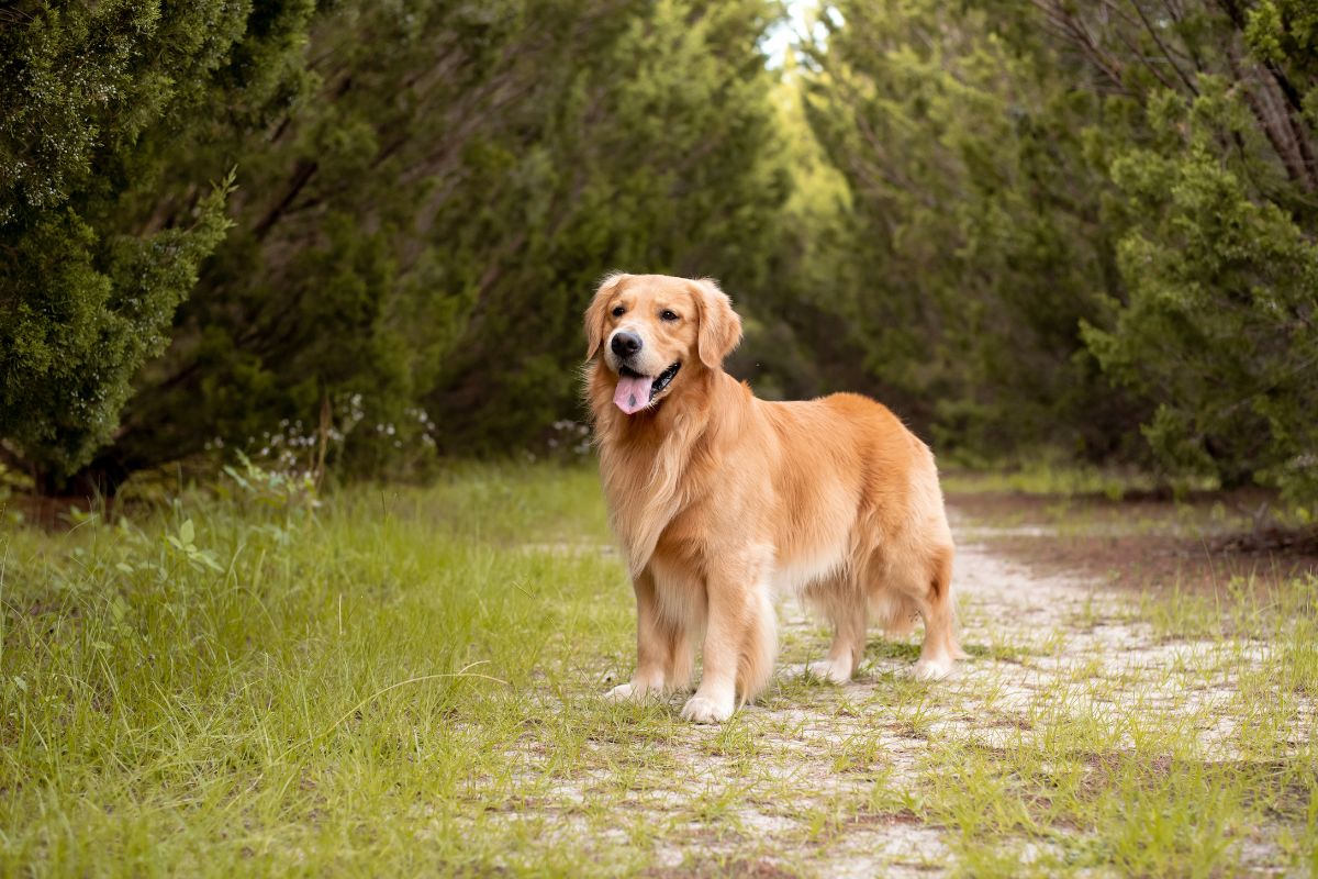 Dog Arthritis Symptoms