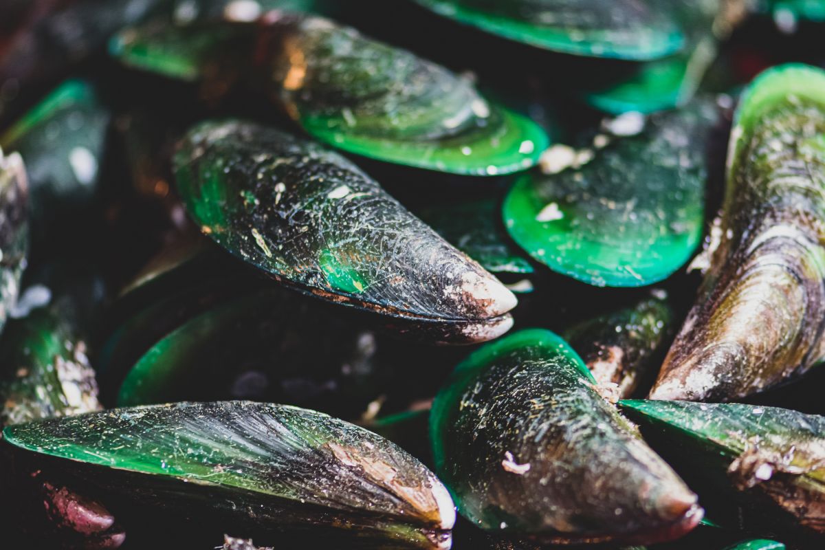 Green-Lipped Mussel