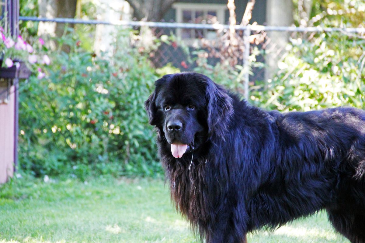 Dog Arthritis Symptoms Dog Arthritis Symptoms