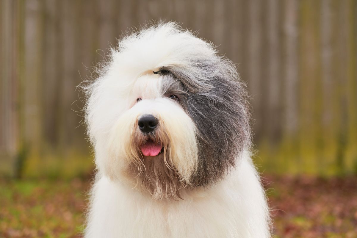 Dog Arthritis Symptoms Dog Arthritis Symptoms