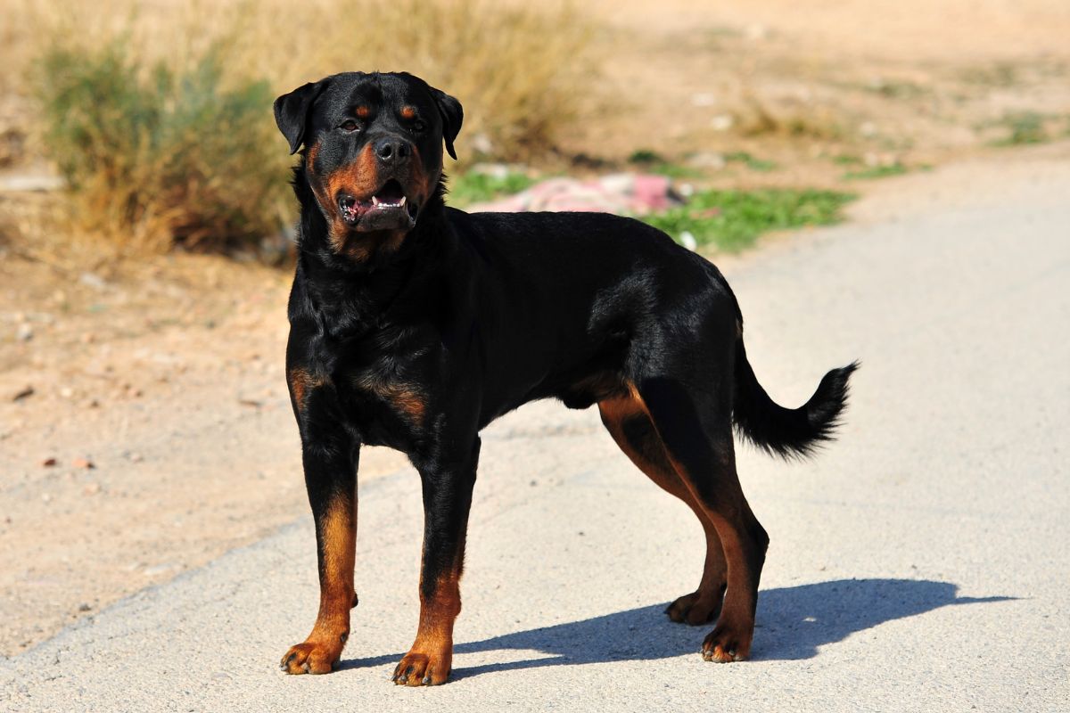 Top Dog Breeds Prone to Arthritis (+ Symptoms Solutions)