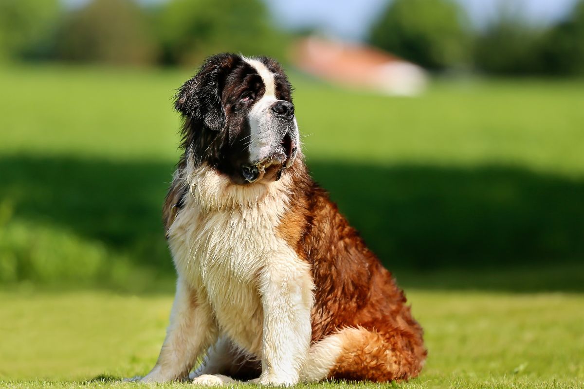Dog Arthritis Symptoms