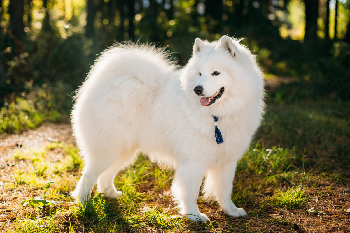 Samoyed arthritis