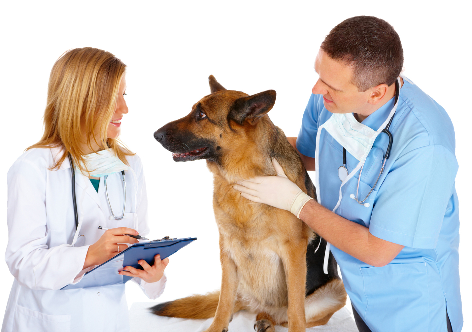 Librela for Dogs: How It Compares vs Other Treatments