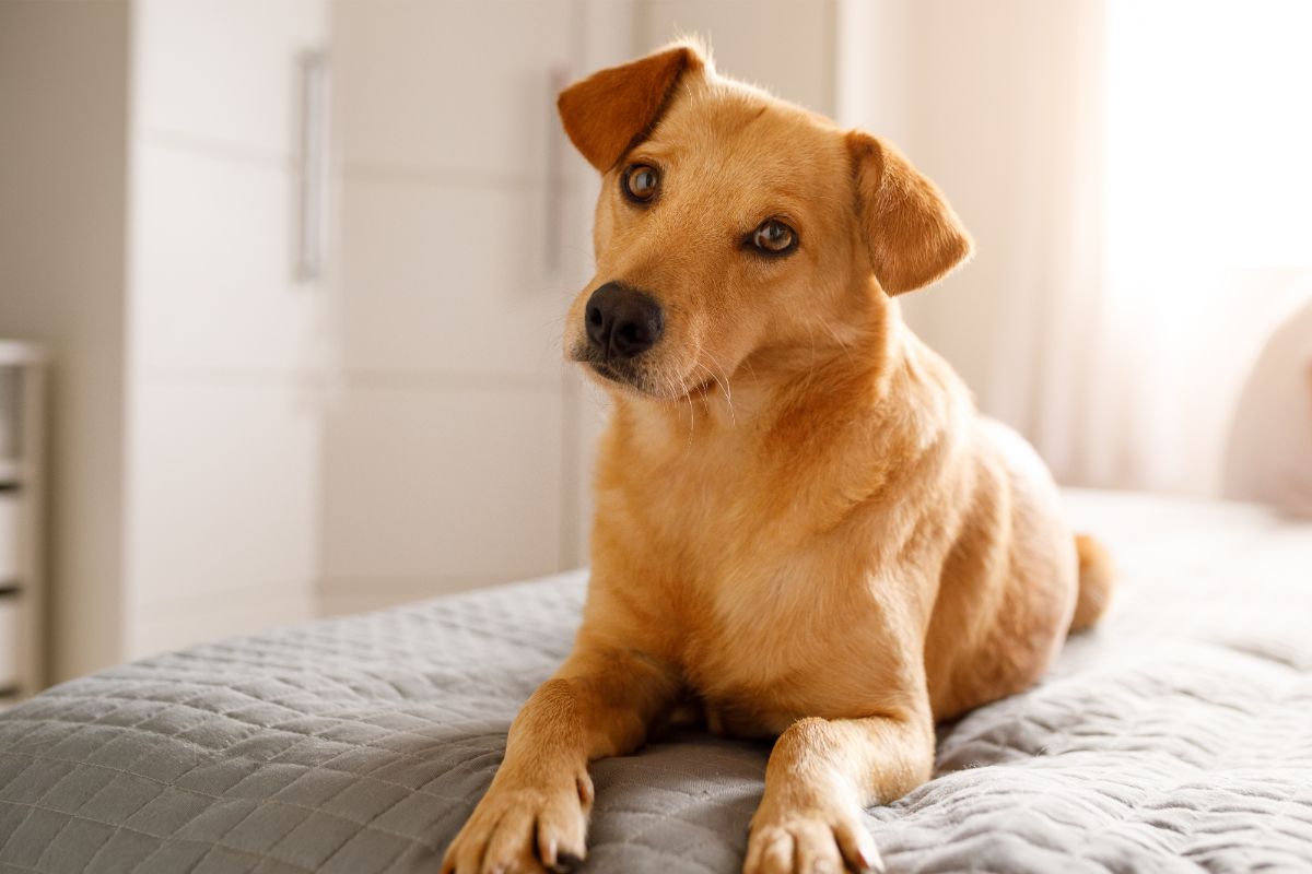 Arthritis In Dogs And The Medication