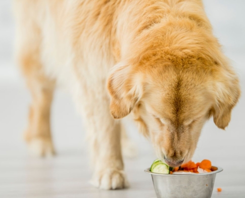 Natural Remedies For Dog Arthritis