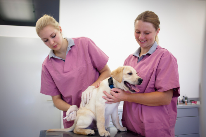 Gogs Getting Injection Injections for Dogs with Arthritis: Ultimate Guide to Relief