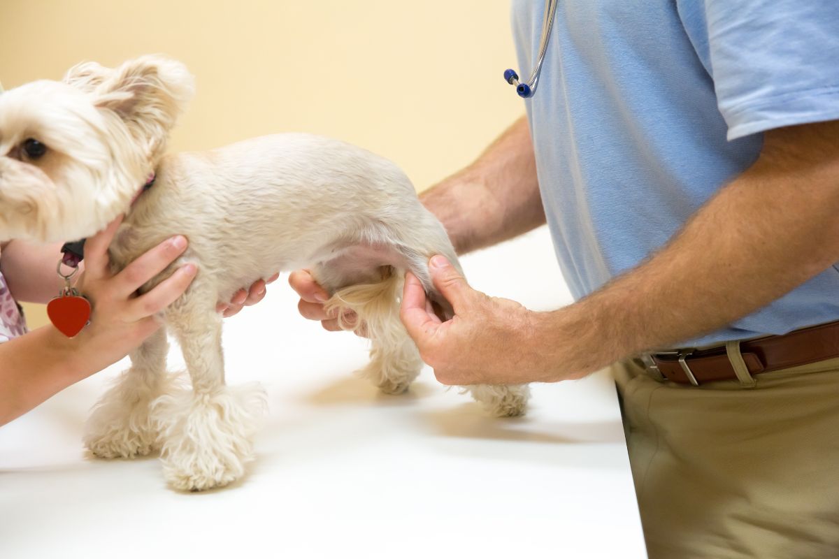 How to Tell if Your Dog Needs a Joint Supplement?