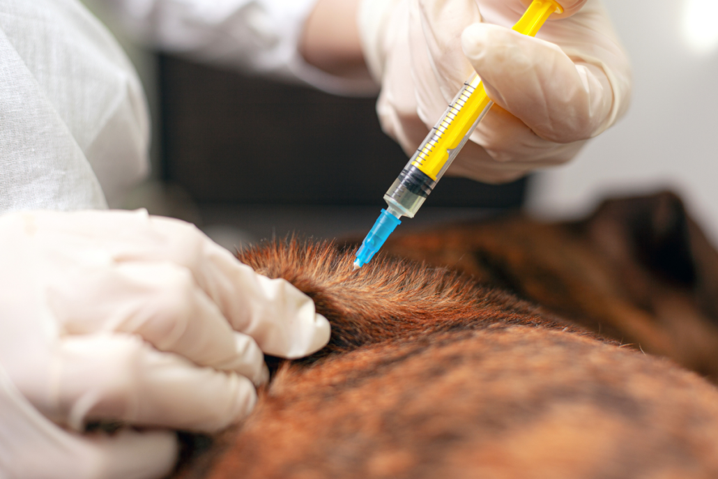 injection for dog with arthritis