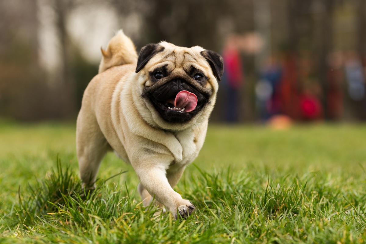 pug arthritis