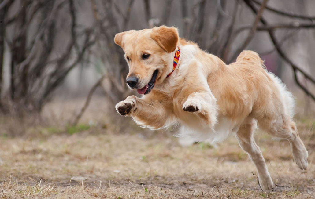 Golden Retriever Arthritis: Symptoms, Causes & Updated FAQ
