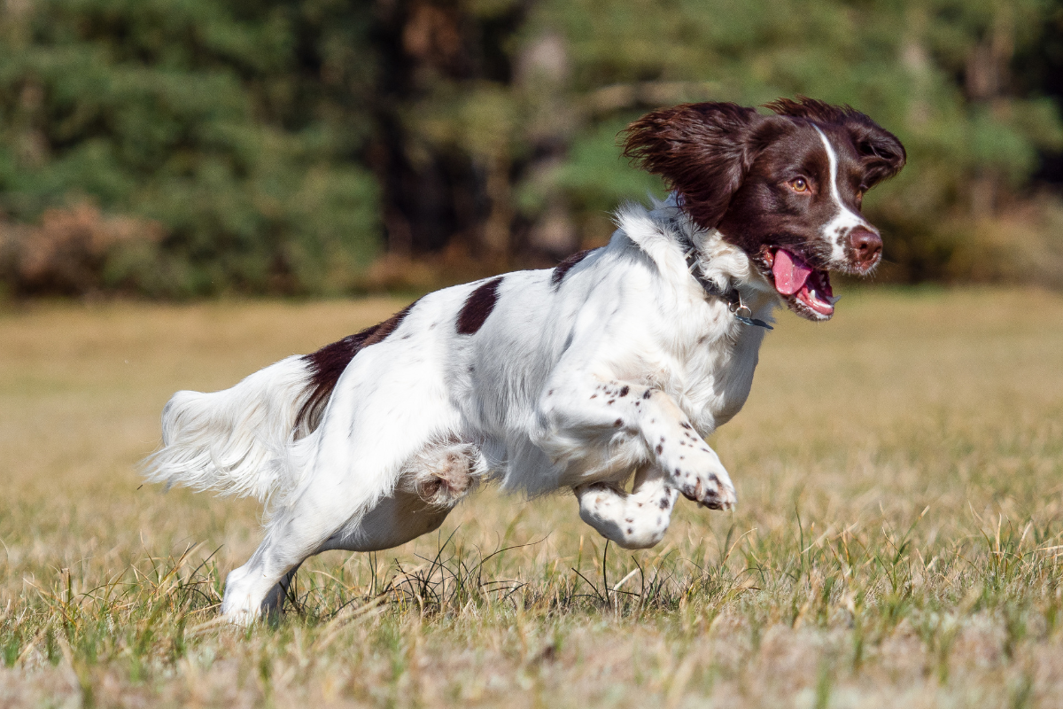 springer spaniel arthritis
