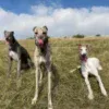 greyhounds in field image